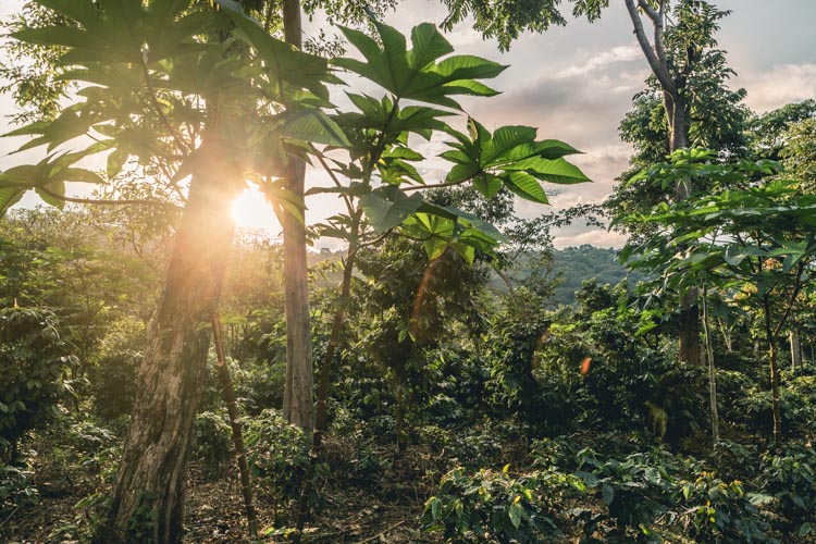 Coffee farm, El Salvador