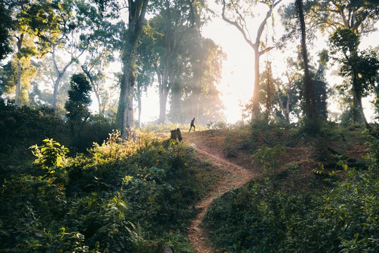 Path through coffee, Ethiopia