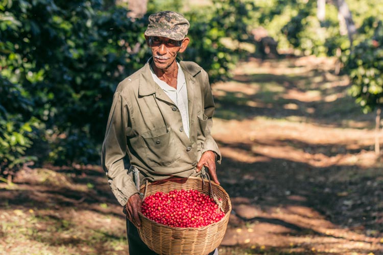 Coffee picker with ripe cherries