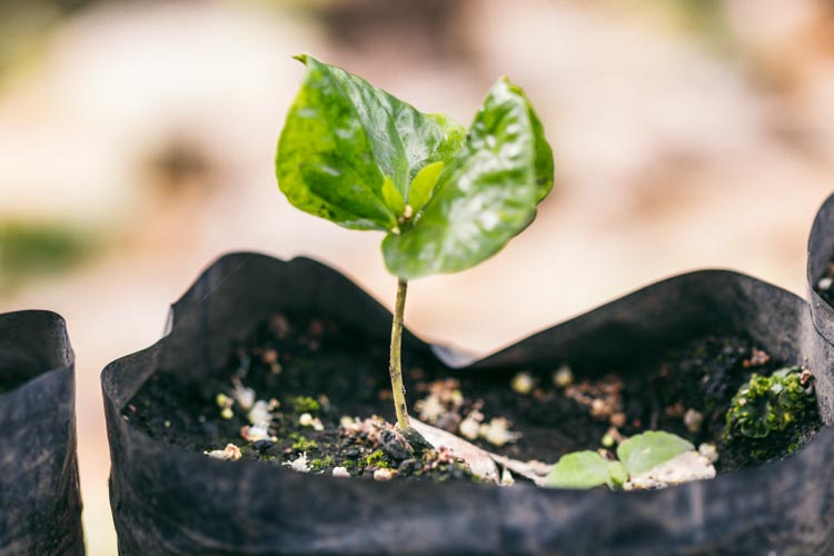 Coffee seedling