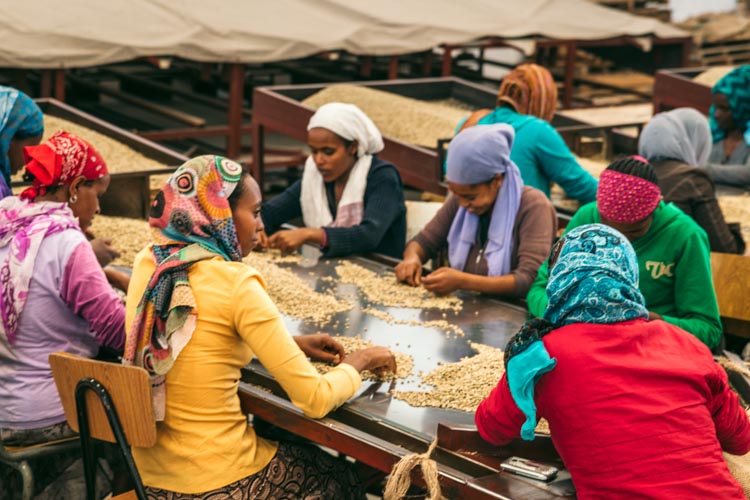 Coffee sorting, Ethiopa