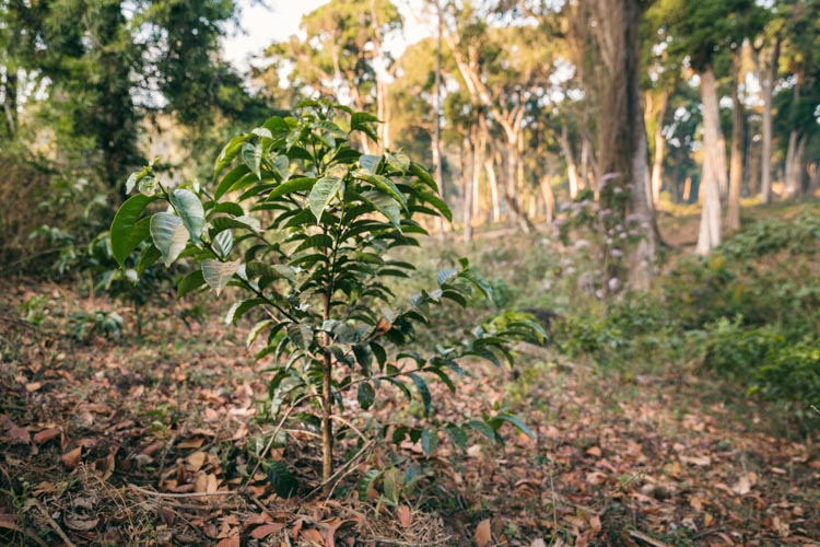 Young coffee tree