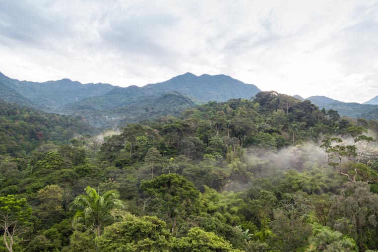 Coffee landscape from drone, Chiapas, Mexico