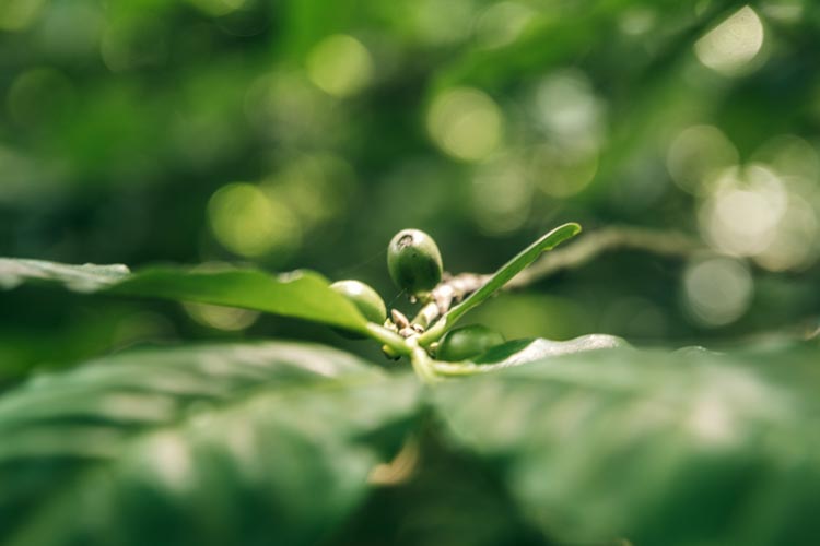 Green coffee cherry