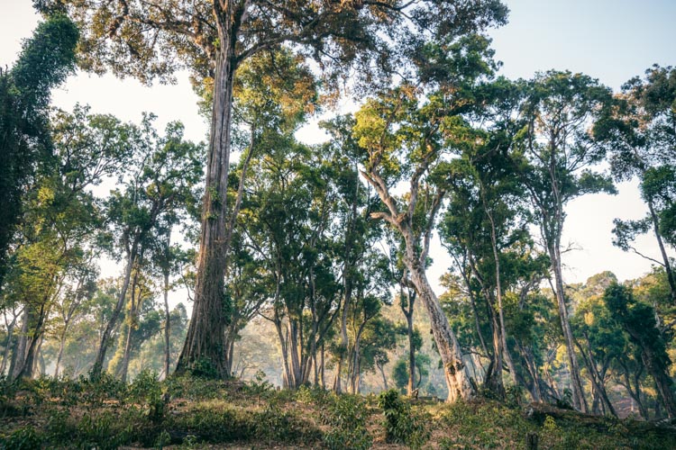 Shade grown coffee landscape in Ethiopia