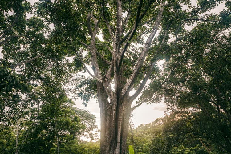 Old shade tree, Nicaragua