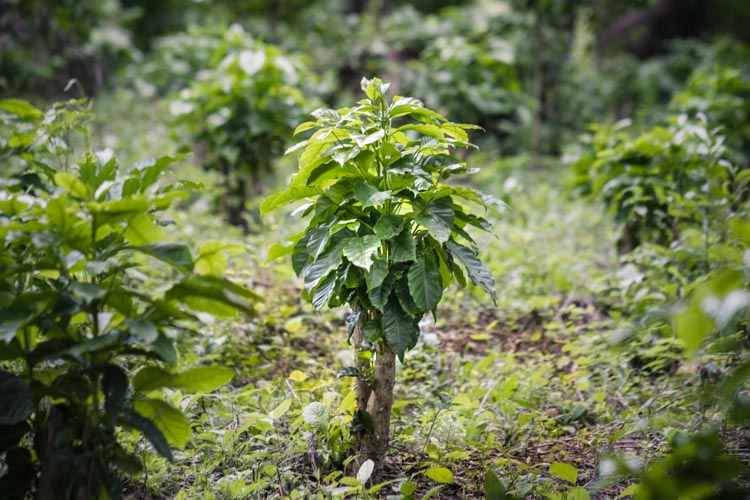 Bird Friendly coffee farm, Central America