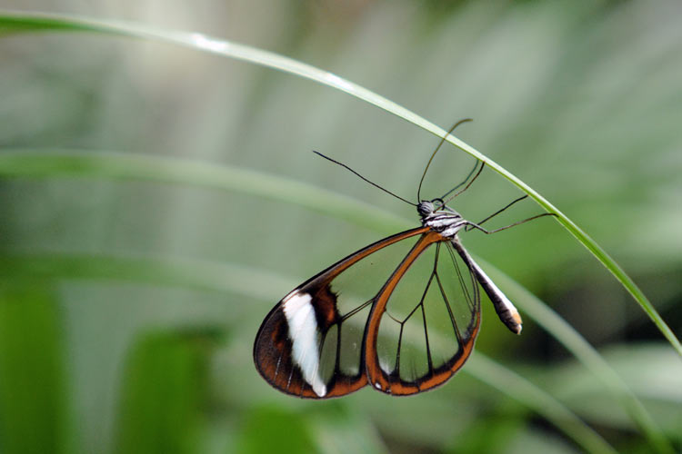 Greta oto (glasswing butterfly)