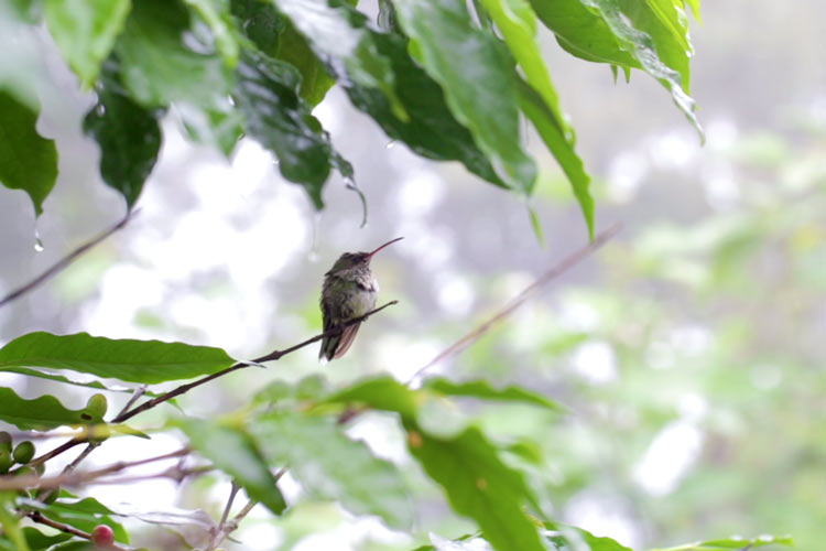 Bird, Blue Mountains, Jamaica