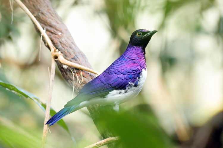 Violet Backed Starling